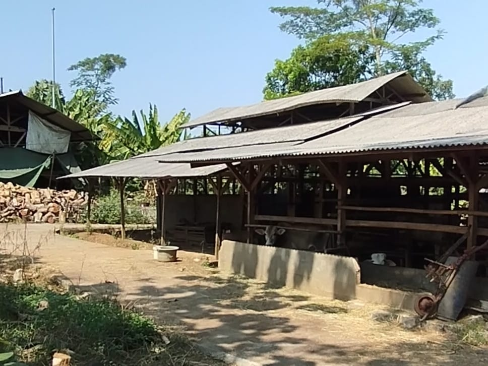 Peternakan Sapi